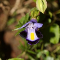 Torenia fournieri Linden ex E.Fourn.